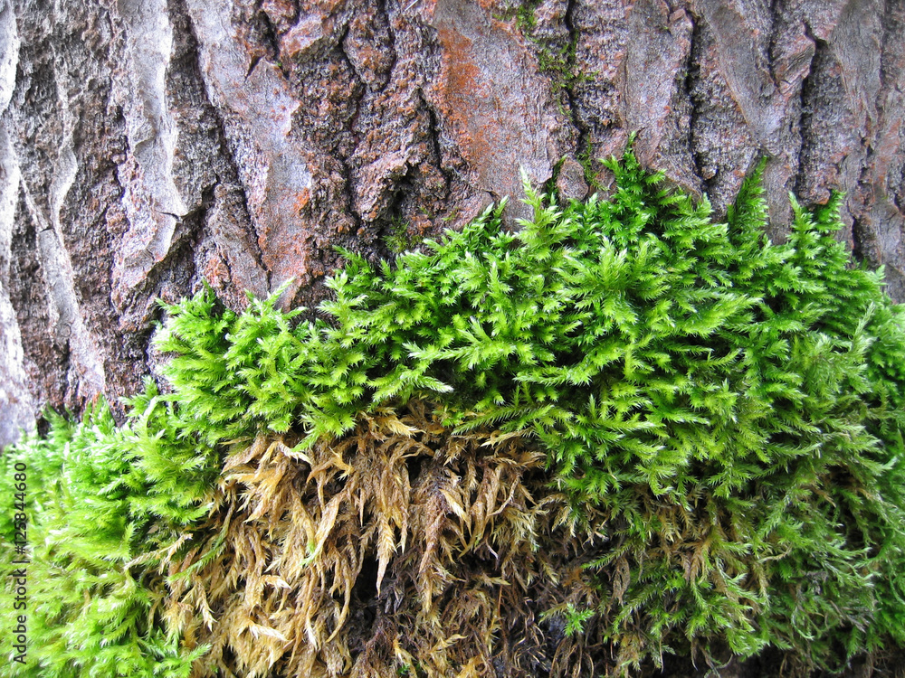 Bark of old tree covered by a moss