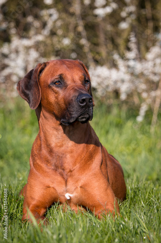 Rhodesian Ridgeback