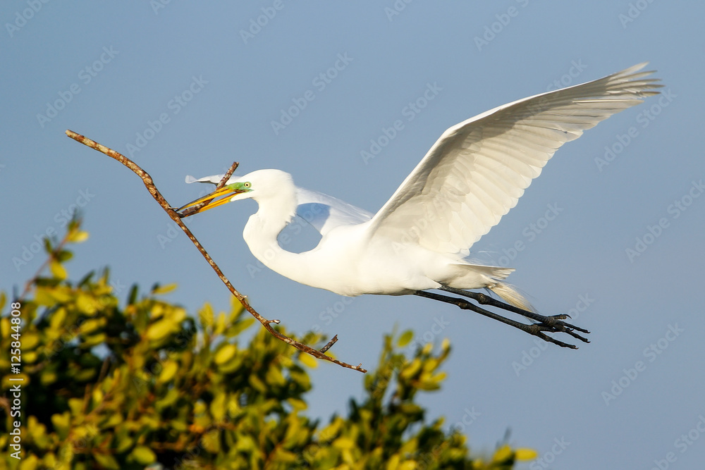 Great Egret (Ardea alba) in flight Great Egret (Ardea alba) in flight