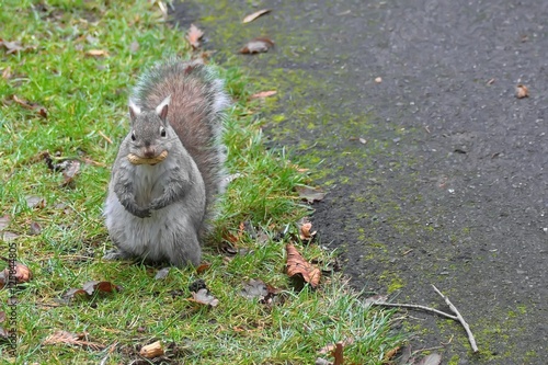 Squirrel with a nut