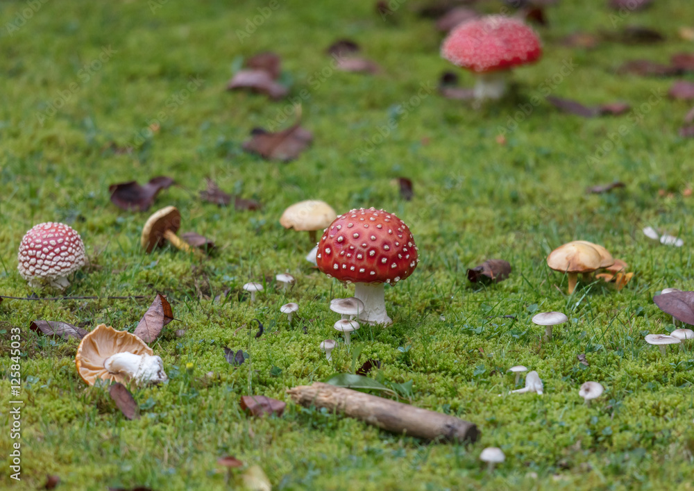 pilze pilze