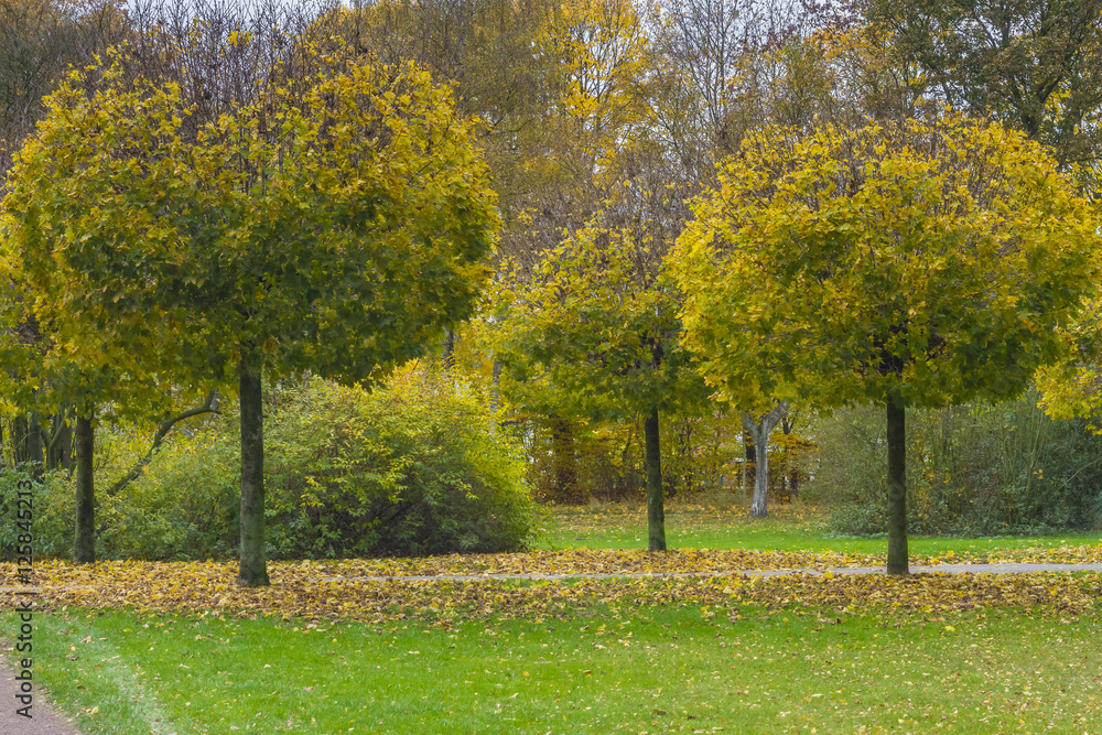 Naklejka premium Herbst in Pellens-Park in Bremen