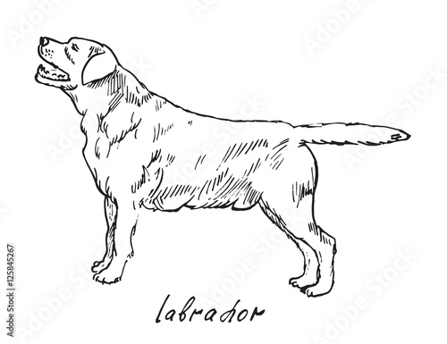 Labrador, hand drawn doodle, sketch in pop art style, vector