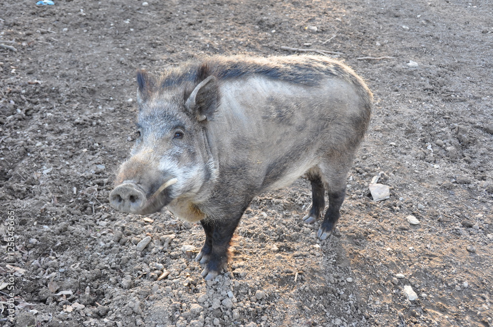 Wildschwein am ausschau