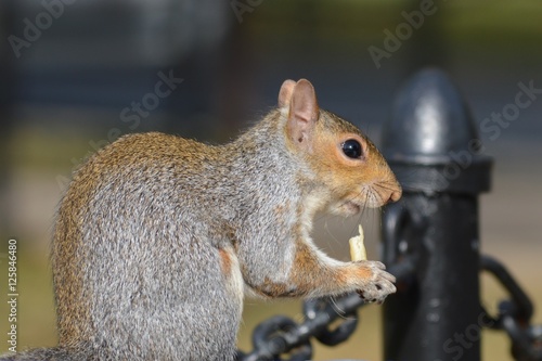 Squirrel eating French fry