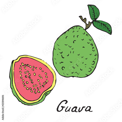 Guava and sliced piece, hand drawn doodle, sketch in pop art style, vector
