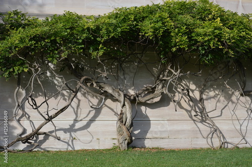 Fototapeta Naklejka Na Ścianę i Meble -  Winding wisteria