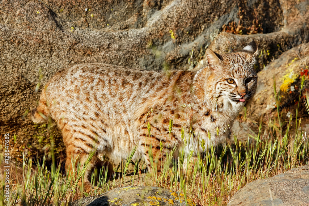 Obraz premium Bobcat standing in a grass near rocks