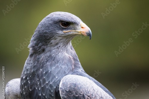 Kordillerenadler