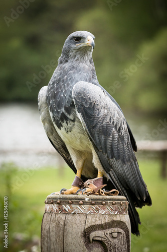 Blaubussard, Kordillerenadler
