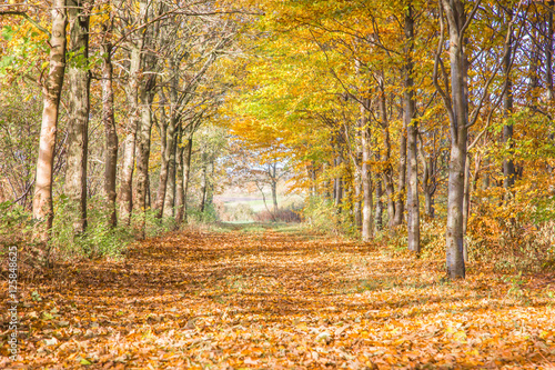 Autumn leaves in the forest