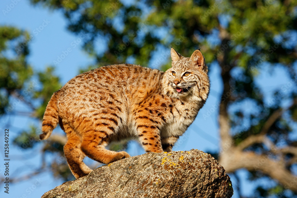 Obraz premium Bobcat standing on a rock