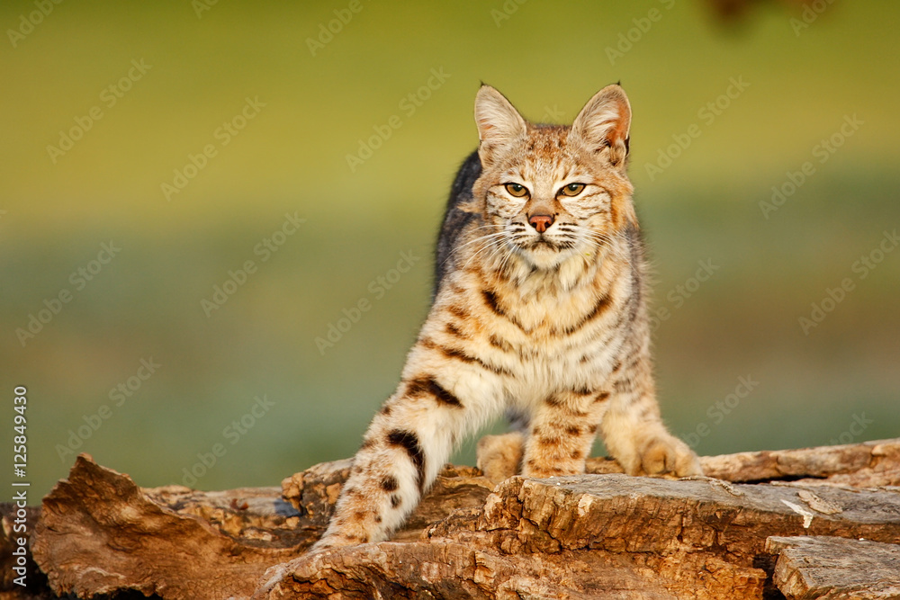 Obraz premium Bobcat standing on a log