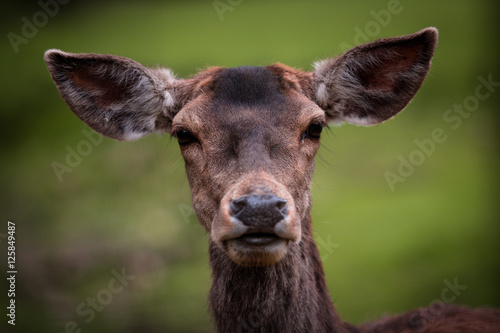 Fototapeta Naklejka Na Ścianę i Meble -  Rotwild weiblich