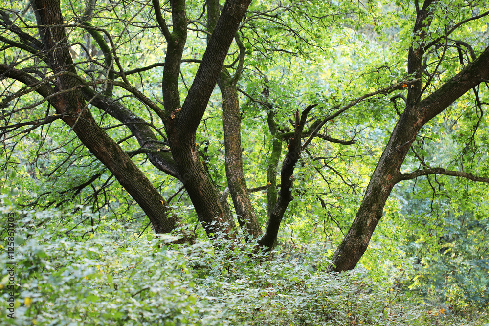 Fototapeta premium Forest trees. nature green wood backgrounds