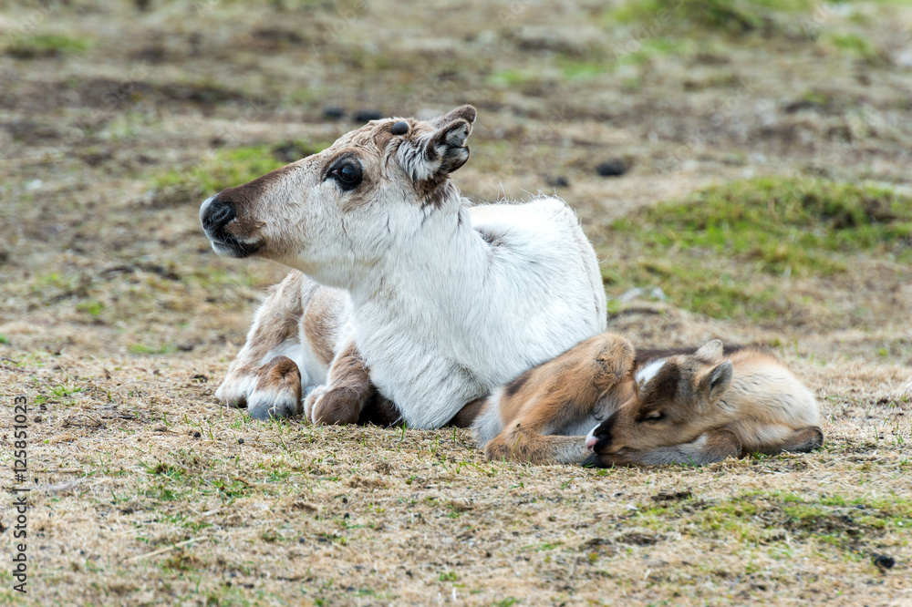 Fototapeta premium reindeer female and calf [Rangifer tarandus] .Norway.Tromso