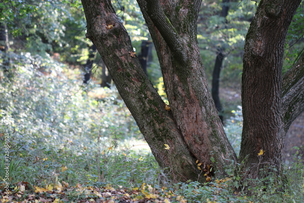 Naklejka premium Forest trees. nature green wood backgrounds