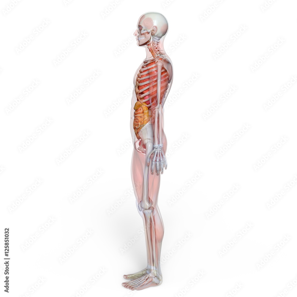 男性人体模型 男性人体模型