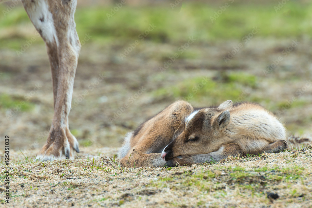 Fototapeta premium calf of a reindeer