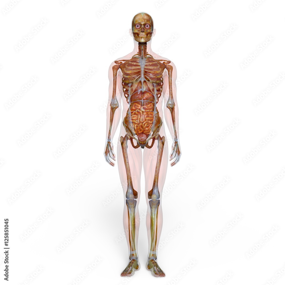 男性人体模型 男性人体模型