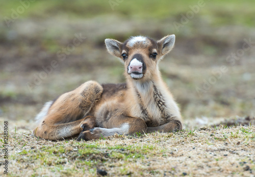 calf of a reindeer,Norway