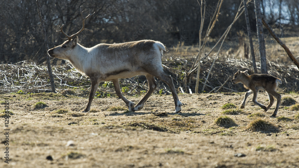 reindeer in its natural environment in scandinavia reindeer in its natural environment in scandinavia