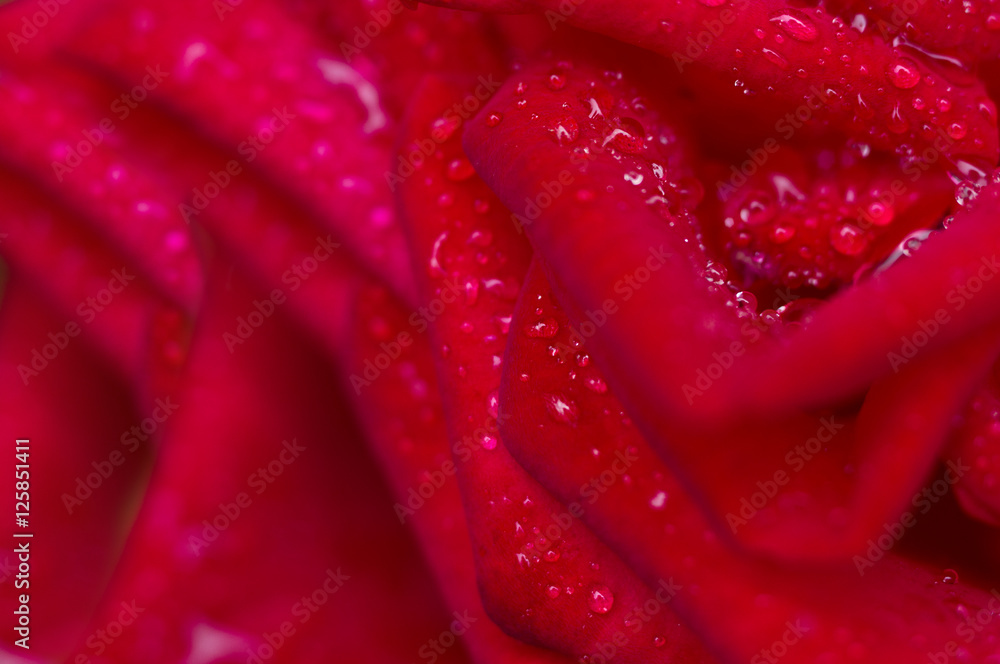 Water drop on red rose petals. Water drop on red rose petals.