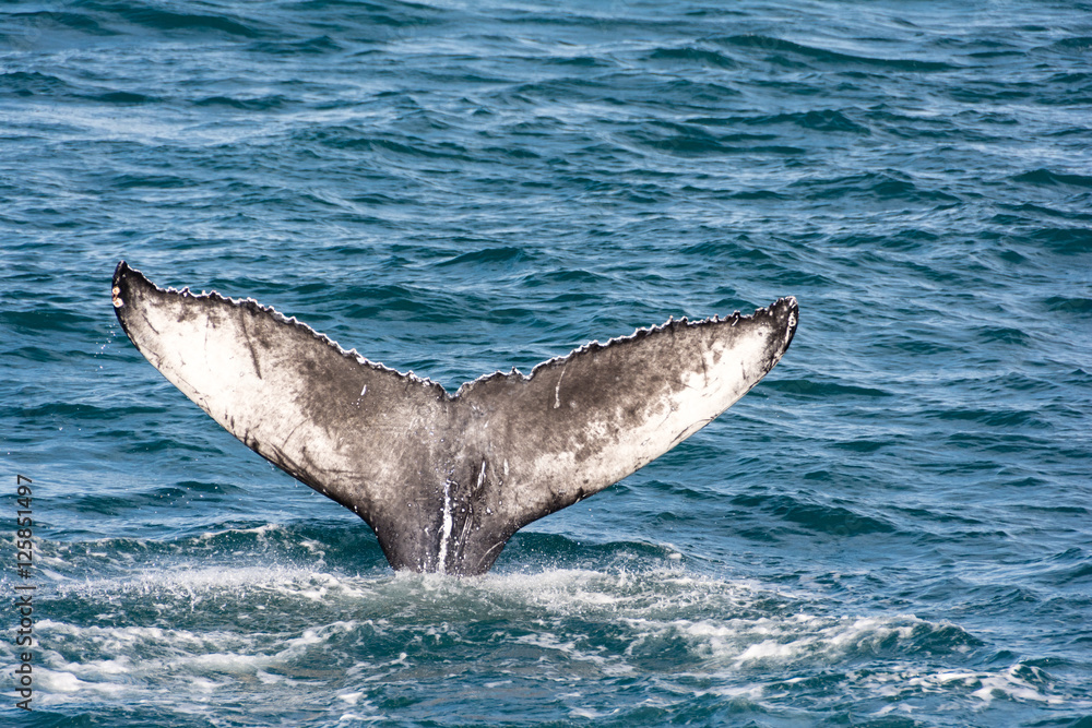 Naklejka premium Tail of a humpback whale