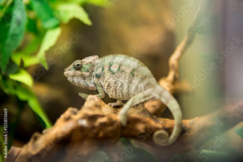 Chameleon in nature