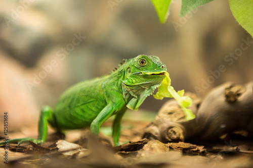 Wallpaper Mural Green iguana Torontodigital.ca