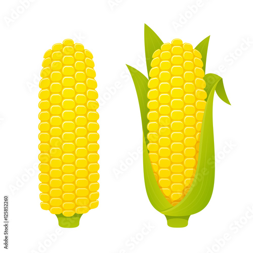 Corn cobs illustration