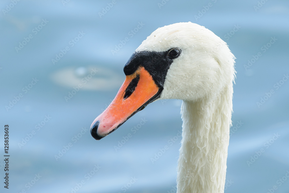 Swan Swan