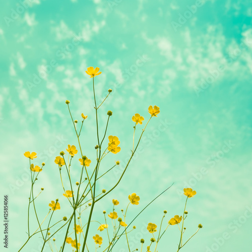 Small yellow field florets. Added instagram effect