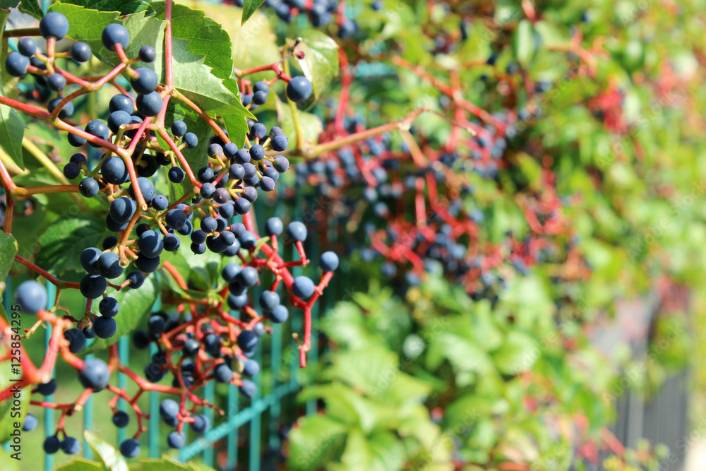 Wild vine meanders through the metal fence. Berries of wild grap