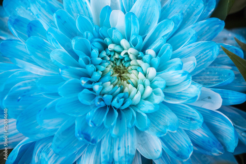 Close up of blue flower aster details