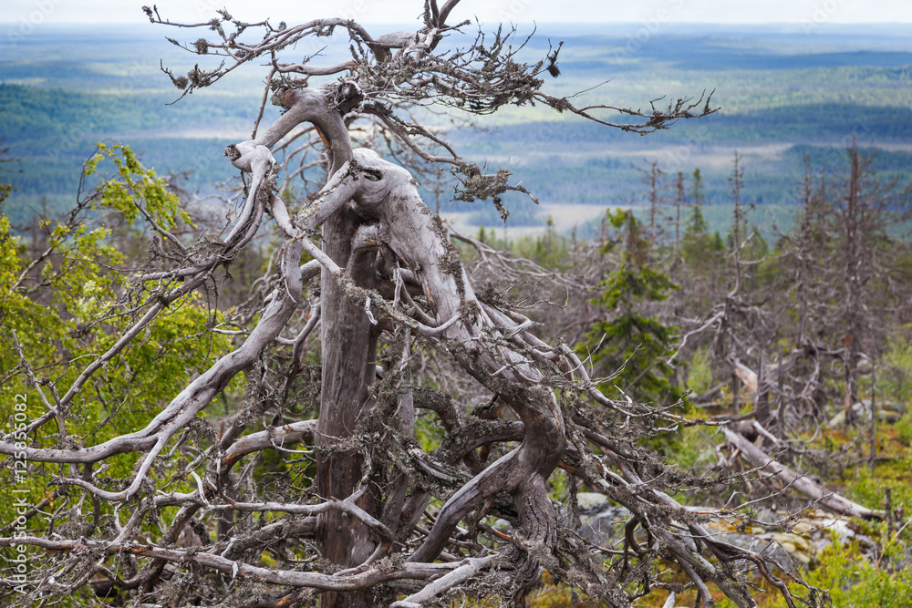 Dead tree on Mountain of the Vottovaara in Karelia, Russia Dead tree on Mountain of the Vottovaara in Karelia, Russia