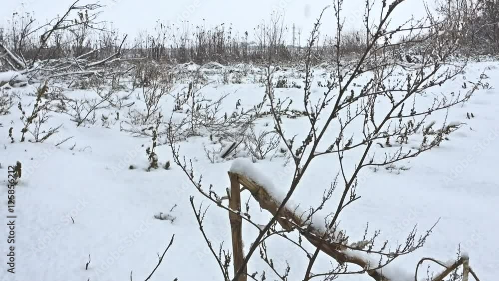 frozen grass snows winter beautiful field nature frozen grass snows winter beautiful field nature