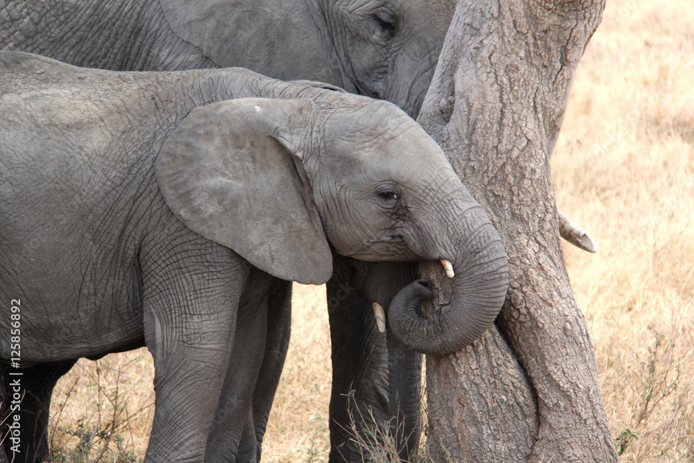 Fototapeta premium Elephant baby