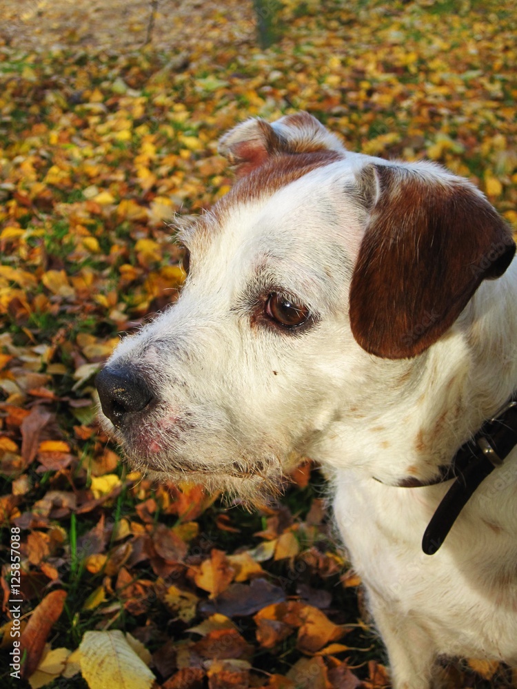 Jack Russel Hund mit Herbstlaub
