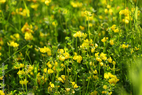 Yellow flowers on the green meadow © Africa Studio