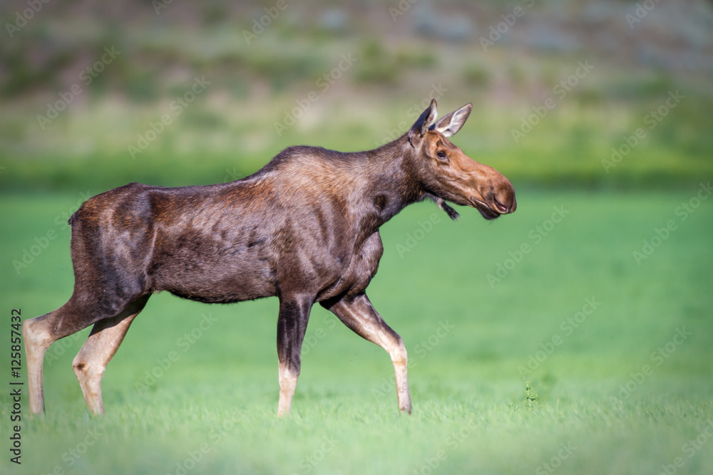 Moose on the loose Moose on the loose