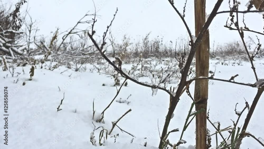 frozen grass snows beautiful field winter nature frozen grass snows beautiful field winter nature