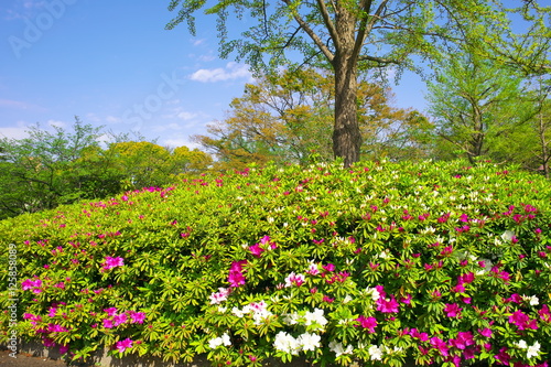 Wallpaper Mural つつじ Torontodigital.ca