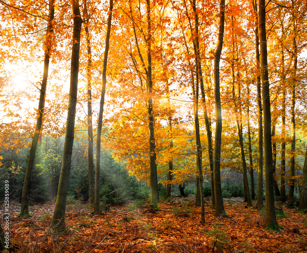 Herbstwald im Sonnenschein