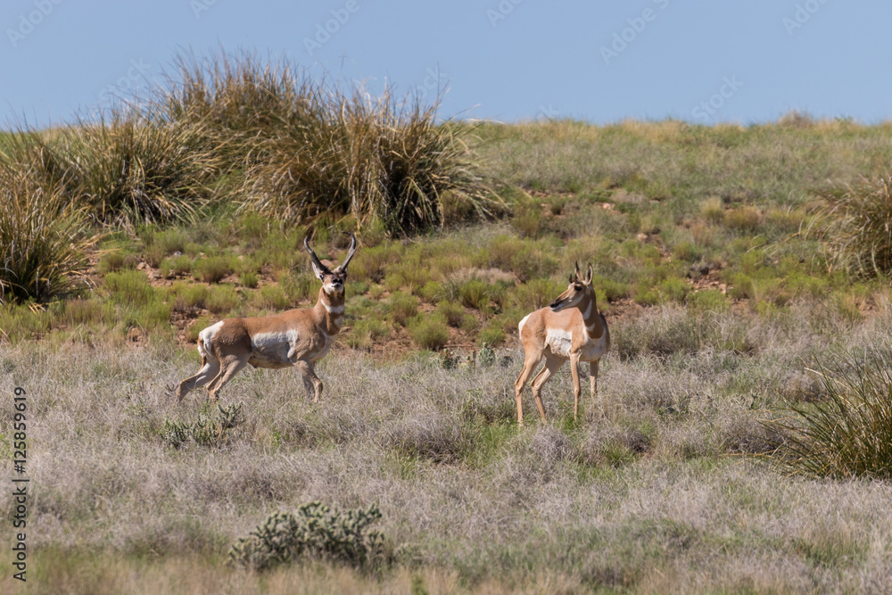 Pronghorn Antelope Bucks Interacting Pronghorn Antelope Bucks Interacting