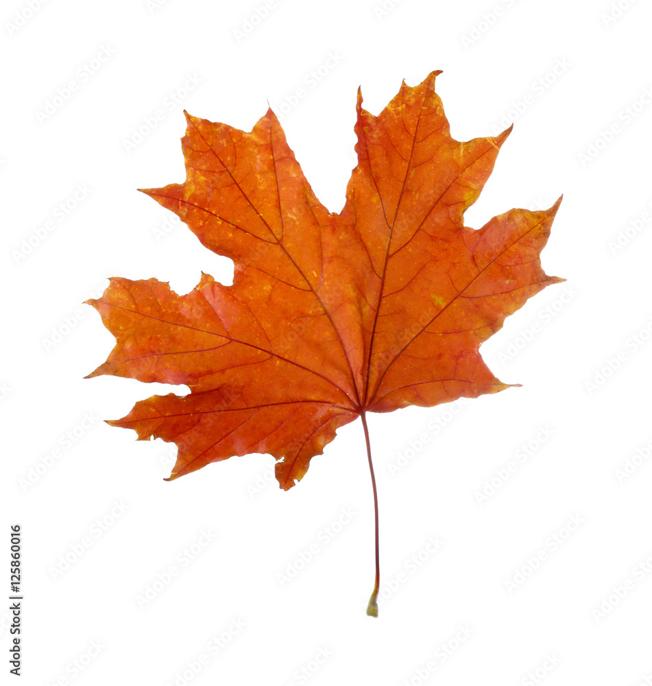 Autumn leaf, isolated on white Autumn leaf, isolated on white