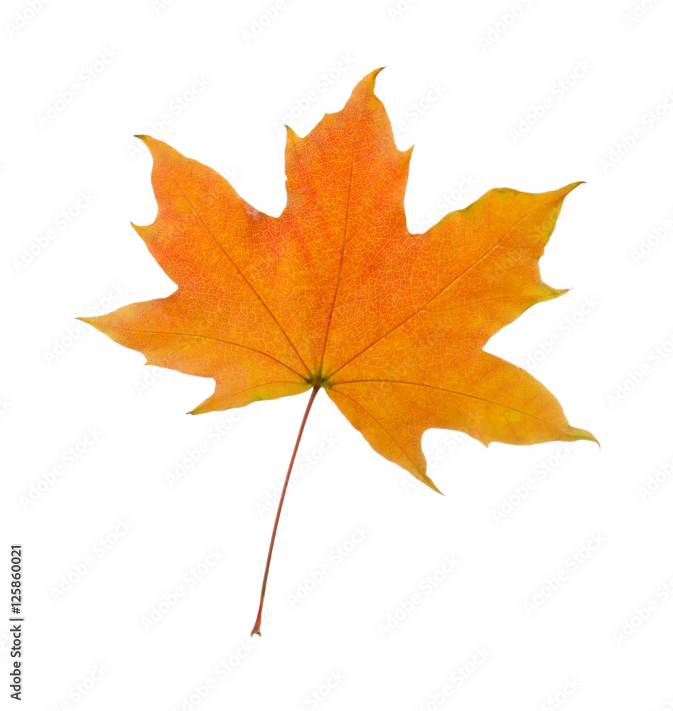 Autumn leaf, isolated on white Autumn leaf, isolated on white