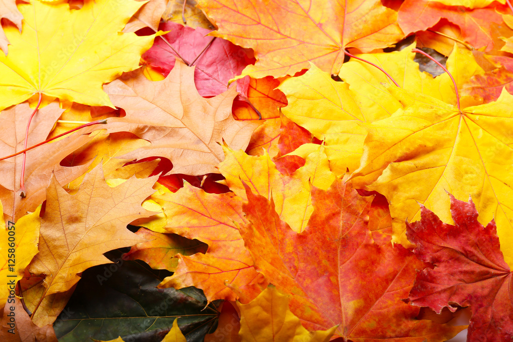 Obraz premium Autumn leaves background