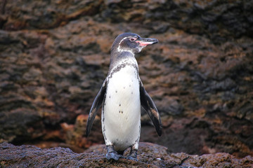 Fototapete Pinguin Galapagos-Pinguin auf Bartolome Felsen  © donyanedomam