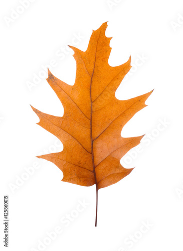 Autumn leaf  isolated on white
